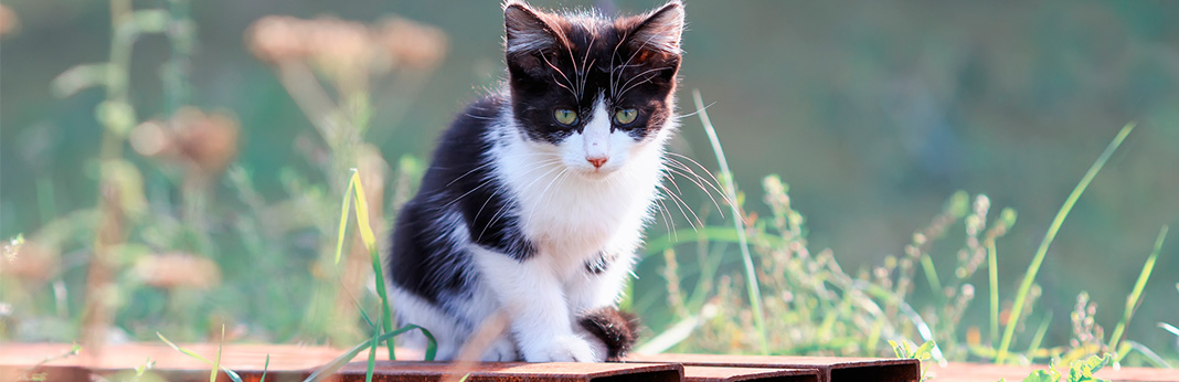What to Do if You Find a Stray Kitten