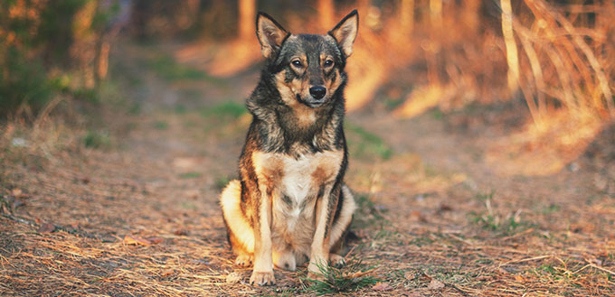 Wolf/Dog Hybrid