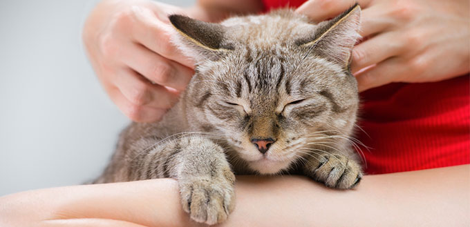 Woman holding cat