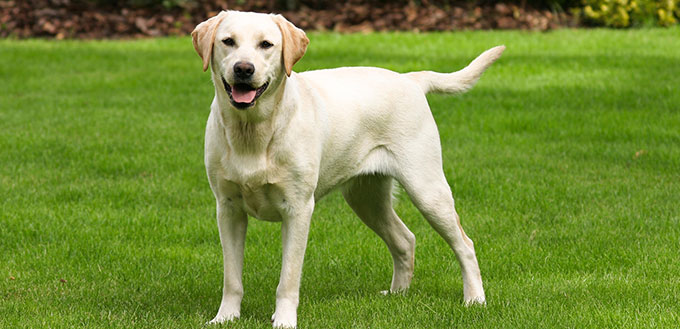 Yellow labrador retriever