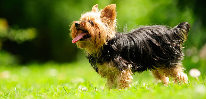Yorkshire Terrier Dog Sticking Its Tongue Out