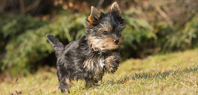 Yorkshire terrier puppy running