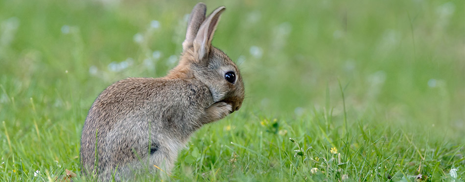 Young juvenile rabbit