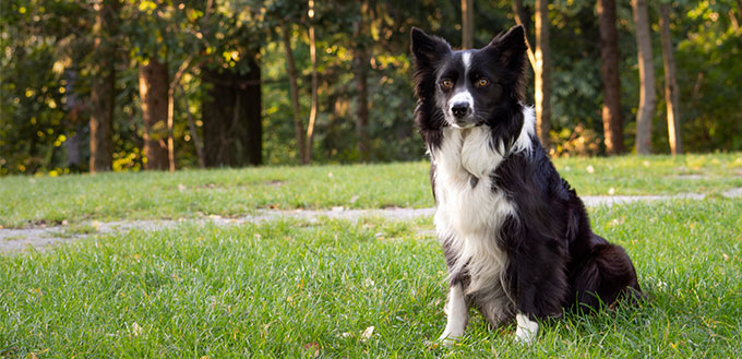 Border Collie