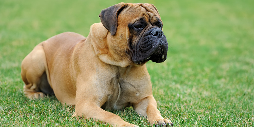 Close English Mastiff dog in green summer grass