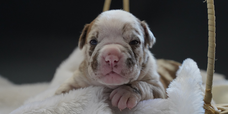 new born puppy pitbull 