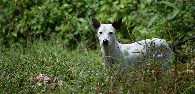 pretty white puppy dog on the lawn forest, homeless wild mixed dalmatian