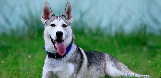 siberian husky Mixed breed Dog young