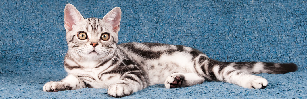 American Shorthair Cat: Breed Information, Characteristics, and Facts