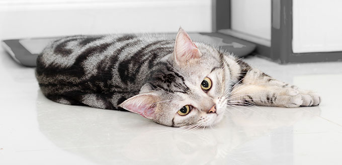 American shorthair cat lying and looking