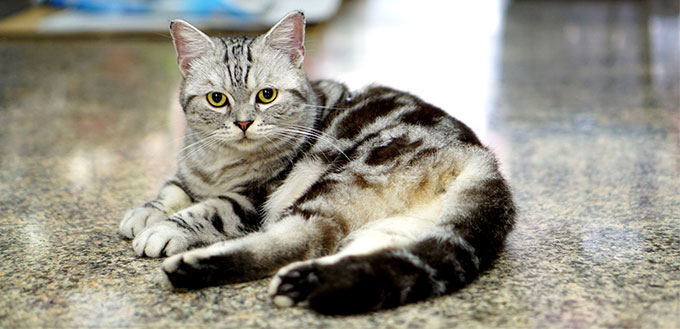 American shorthair cat lying on the floor