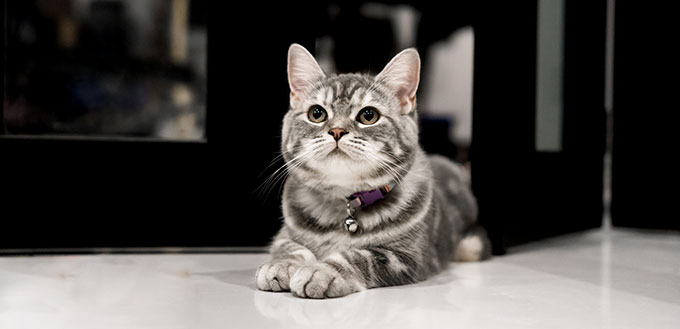 American shorthair cat lying