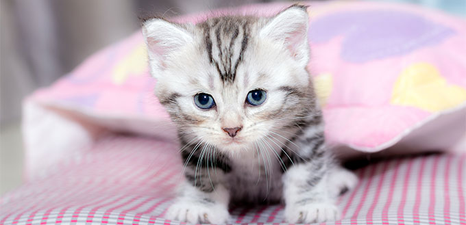 American shorthair kitten