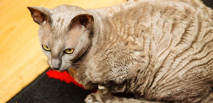 Animals at home. Egyptian mau cat