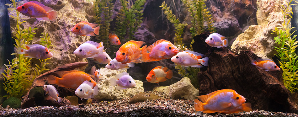 Aquarium with fishes