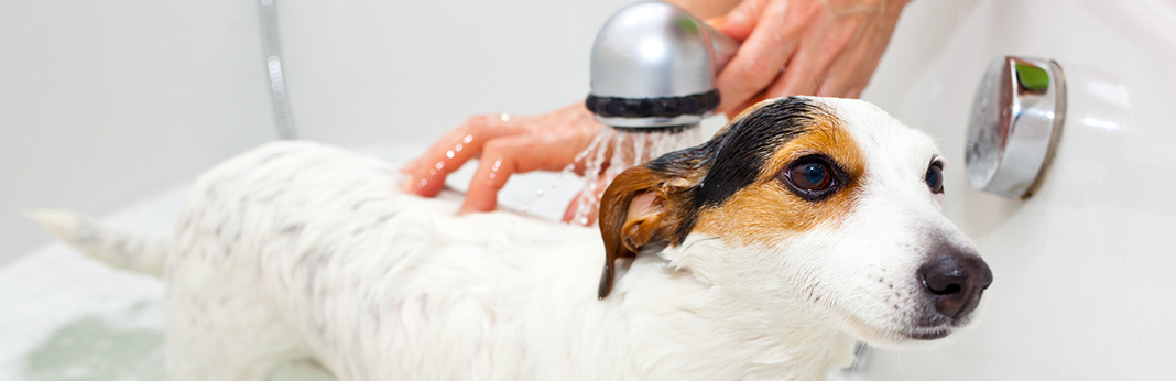 Baby Shampoo For Dogs: Is It Okay