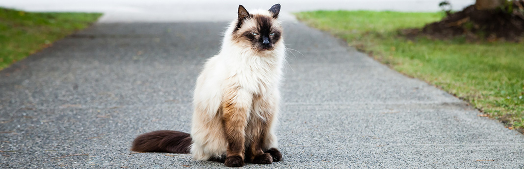 Balinese Cat: Breed Information, Characteristics, and Facts