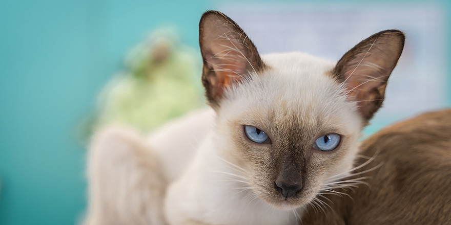 Beautiful little Cute Siamese Cat or Moon Diamond Cat on the floor and look at people with curiosity based on the kitten's habit. 