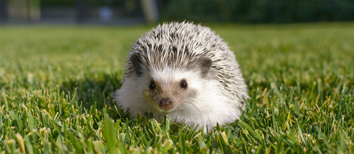 Best-Bedding-for-Hedgehogs
