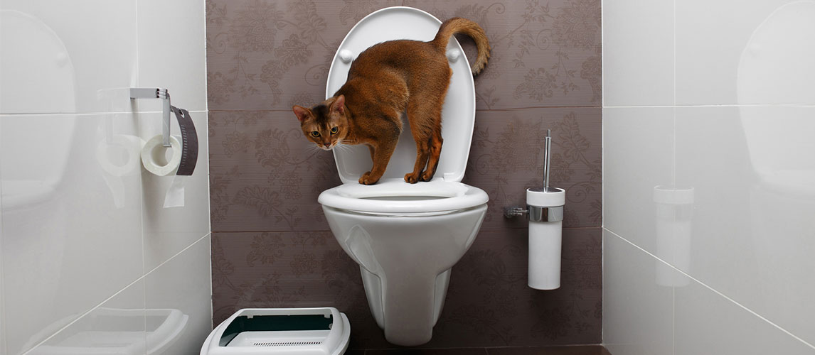 best cat toilet training