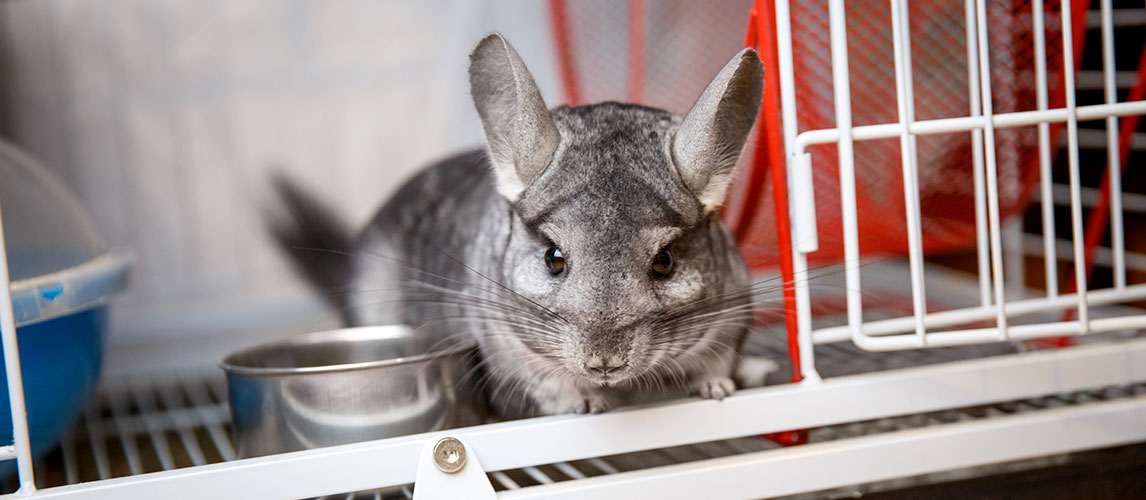 chinchilla escaped cage