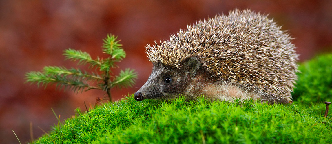 Best-Hedgehog-Cage