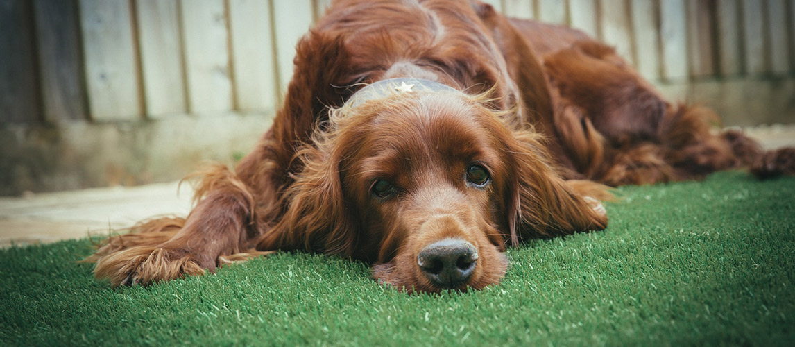 Best-Pet-Safe-Weed-Killer-for-Your-Yard