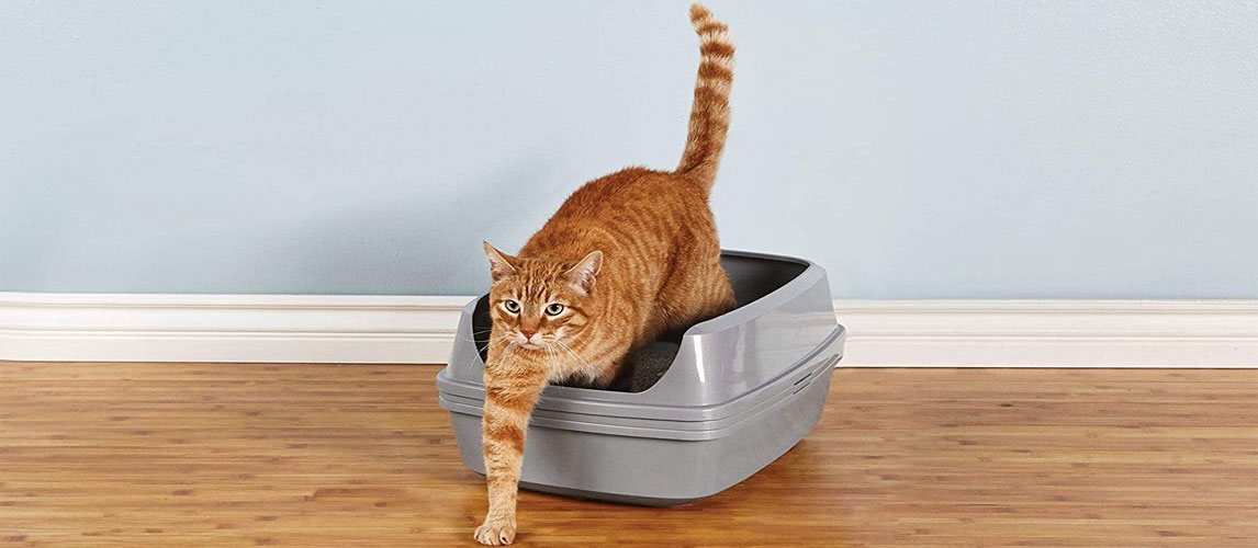 Best-Sifting-Litter-Box