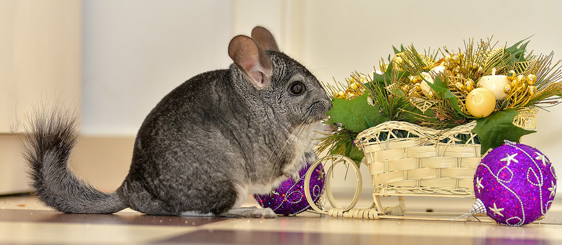 Best-Toys-for-Chinchillas