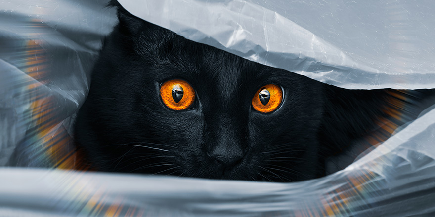 Black cat with yellow eyes on a gray background. Mysterious, fabulous cat. Close-up of a cat's