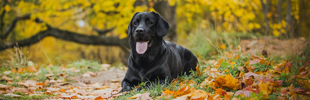 Borador (Border Collie Labrador Mix): Breed Information, Characteristics, and Facts