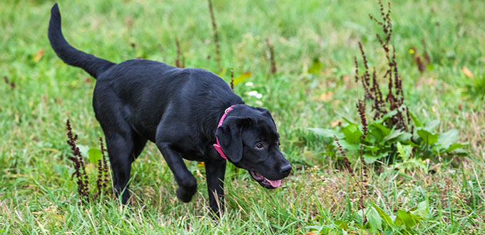 Borador dog in the grass