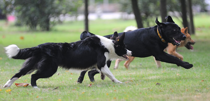 Border Collie and Labrador running
