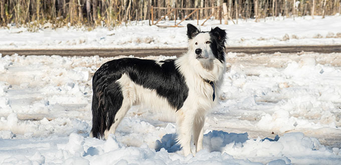 Border Collie dog