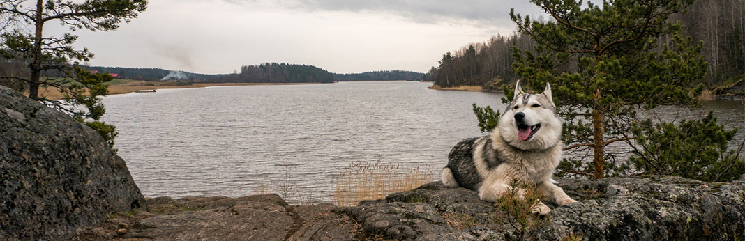 Can Dogs See Ghosts? Find Out The Spooky Facts