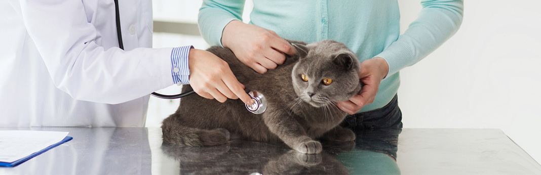 Cat Stroke Prevention, Signs and Treatment My Pet Needs That