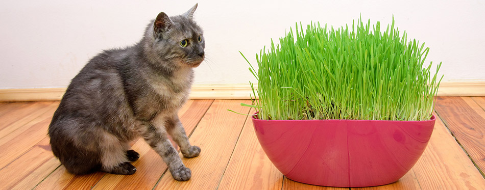 Cat and cat grass