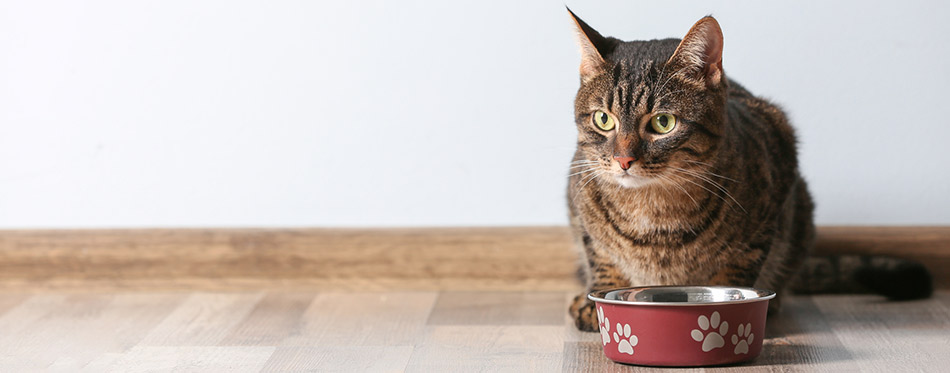 Cat and food bowl