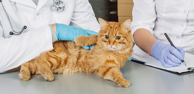 Cat at the vet