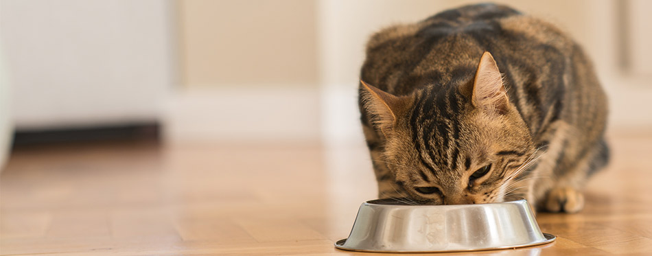 Cat eating food from a metal bowl