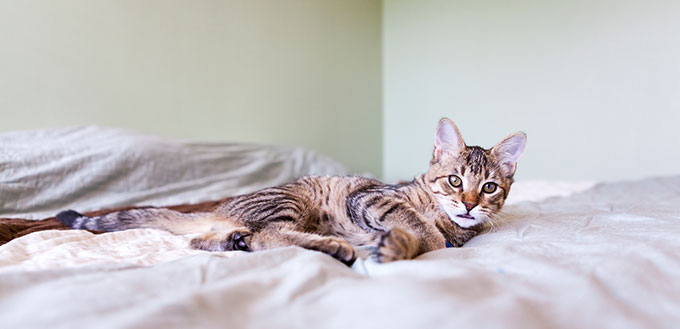 Cat in the bedroom