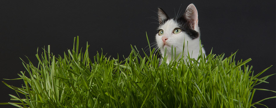 Cat in the grass