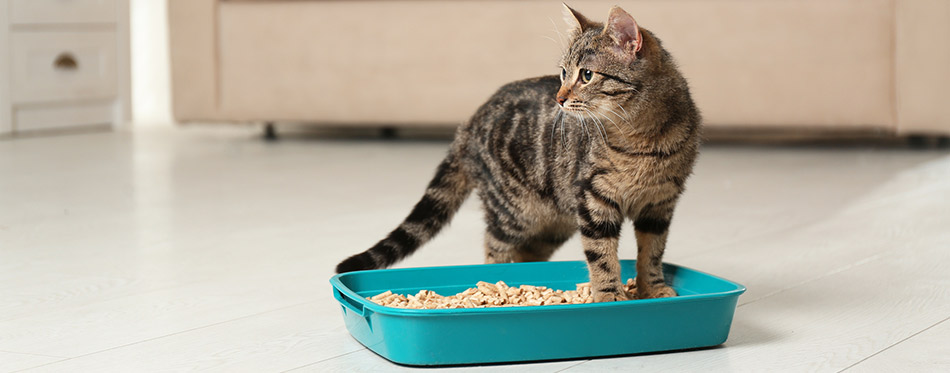 Cat in the litter box