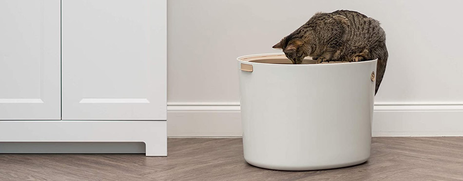 Cat on a dog proof litter box