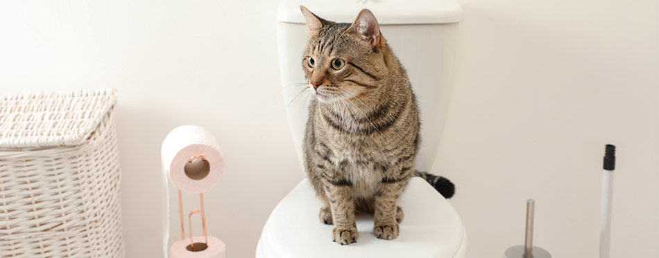 Cat on toilet