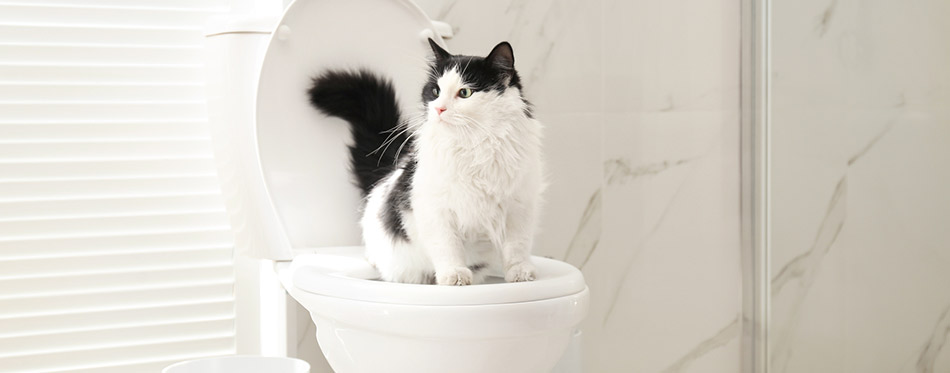 Cat sitting on a toilet bowl