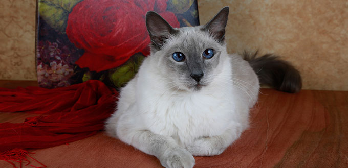 Close up of cute Balinese Cat