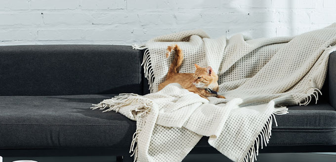 Cute domestic ginger cat lying on sofa in living room