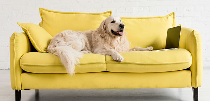 Cute golden retriever lying on yellow sofa