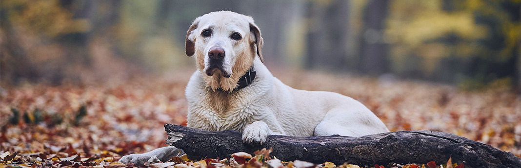 Dog Bucket List: Things to Do With Your Aging Senior Dog